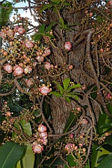 0226 Cairns Botanic Gardens